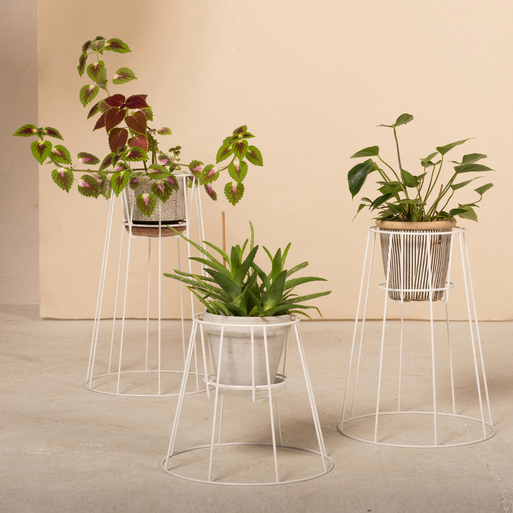 创意家具 - 附件|花器|办公家具|球友会手机网页版登录入口家具|西布莉植物架